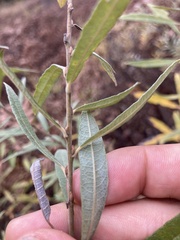 Salix humilis tristis