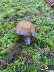 Thaxterogaster purpurascens