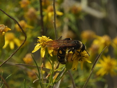 Campsomeris bistrimacula