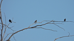 Molothrus bonariensis