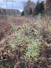 Salix humilis tristis
