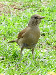 Turdus leucomelas