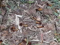 Microhodotermes viator