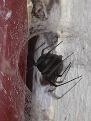 Steatoda capensis