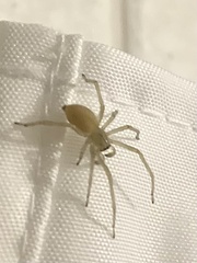 Cheiracanthium inclusum