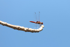Urothemis aliena