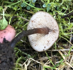 Macrocystidia cucumis
