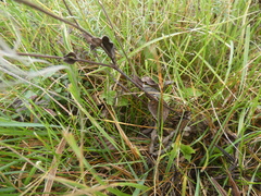 Clematis integrifolia