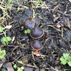 Macrocystidia cucumis