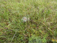 Clematis integrifolia