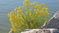 Senecio pampeanus