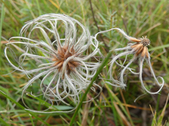 Clematis integrifolia
