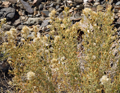 Brickellia microphylla