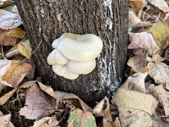 Pleurotus populinus