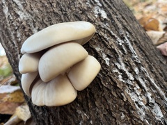 Pleurotus populinus