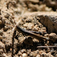 Acantherus piperatus