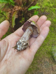 Thaxterogaster purpurascens