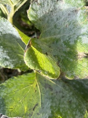 Golovinomyces cichoracearum