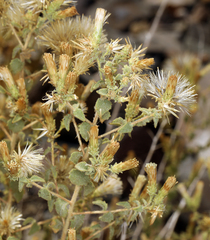 Brickellia microphylla