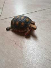 Chelonoidis carbonarius