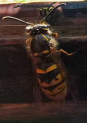 Vespula vulgaris