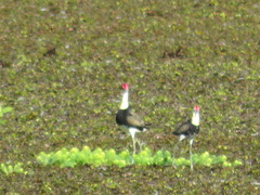 Irediparra gallinacea