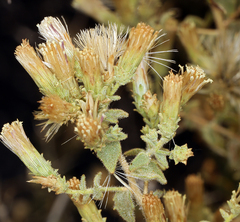 Brickellia microphylla