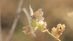 Pseudolucia chilensis