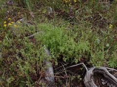 Nemophila breviflora