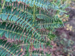 Albizia julibrissin