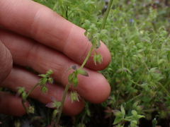 Nemophila breviflora