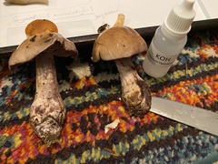 Thaxterogaster purpurascens