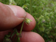 Nemophila breviflora