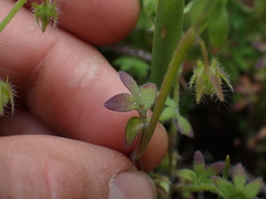 Nemophila breviflora