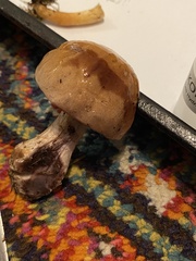 Thaxterogaster purpurascens