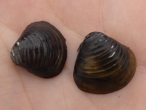 korbikula ázijská (Corbicula fluminea)