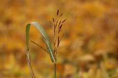 Sorghum halepense