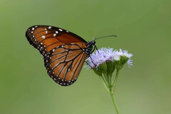 Danaus eresimus