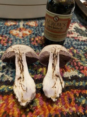 Thaxterogaster purpurascens