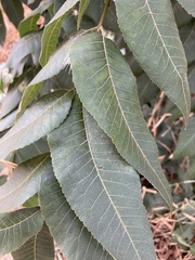 Carya illinoinensis