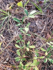 Rubus cuneifolius