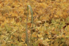 Sorghum halepense