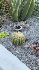 Kroenleinia grusonii