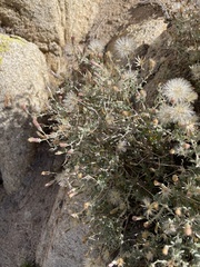 Brickellia frutescens