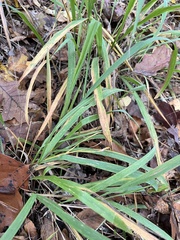 Chasmanthium sessiliflorum