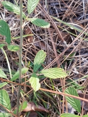 Rubus cuneifolius
