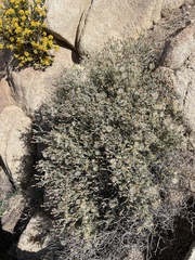 Brickellia frutescens