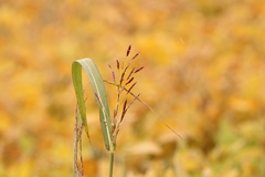 Sorghum halepense