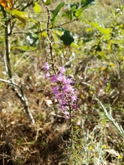 Liatris gracilis