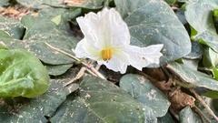 Lycianthes asarifolia